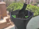 Twist Hex and Extra Twist Plant pots Vasemode print-3