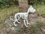 Dog skeleton-3
