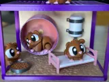 Guinea pigs world-5