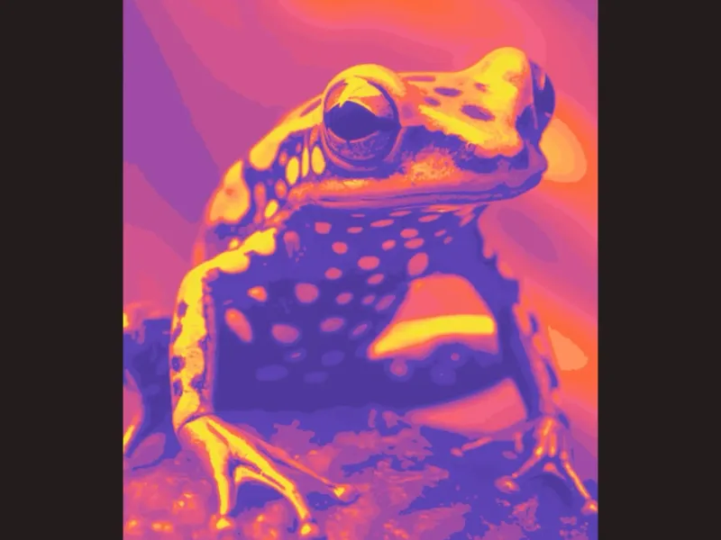Frog 3 - Canvas Multicolor