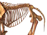 Elephant Skeleton – Highly Detailed Realistic Animal 3D Mode-8