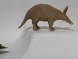 Aardvark-2