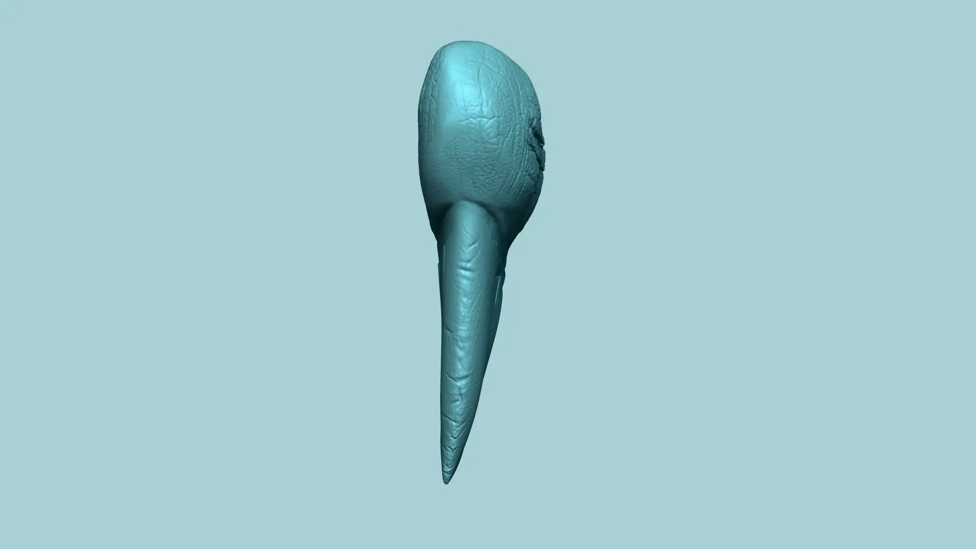 Megalodon-Zahn - Jurassic Fossil Echte Größe