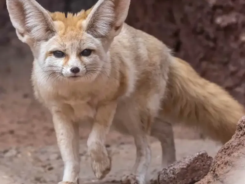 fennec wall art