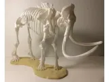 Mammoth skeleton -0