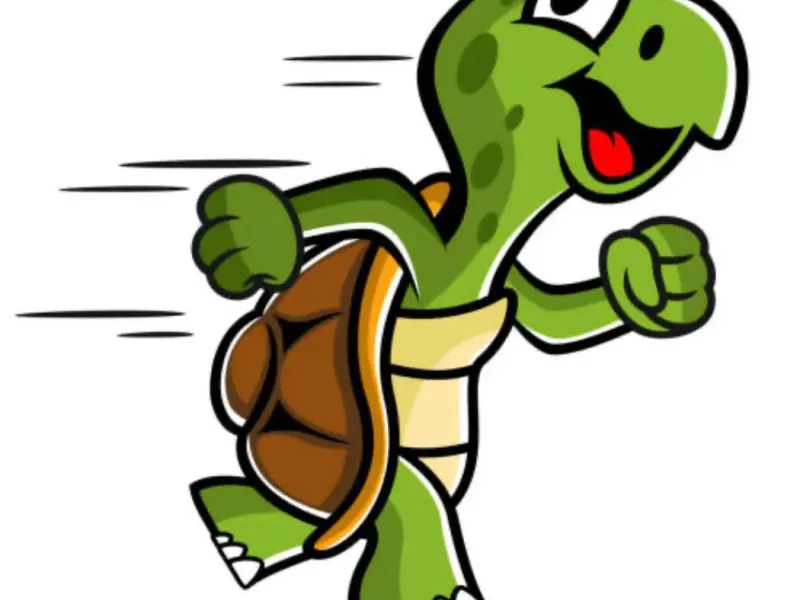 crazy tortoise