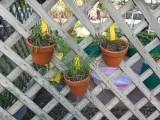 Small Clay Pot Hangers-4