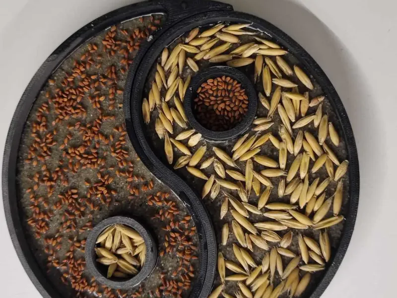 yin yang - Sowing cress and oats on the sand for Easter