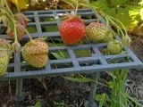 Поддержка для ягод \ Support for berries-2