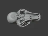 Black Bear Skull-6