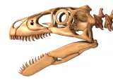 Utahraptor Skeleton – Highly Detailed Prehistoric Dinosaur 3-6