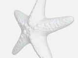 Starfish -2