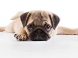 Mops Welpe-1