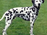Dalmatian pup-0