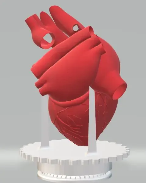 Anatomical Heart Display