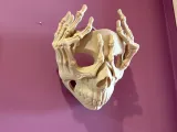 Skeleton-Mask-1