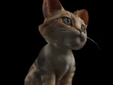 Cute cat-3