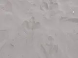 Dinoshoes-2