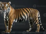 Tigre-3