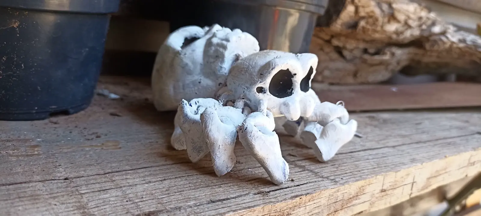 skull baby spider