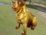 Köpek Pitbull-2