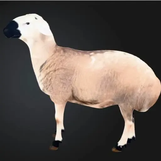 sheep . koyun