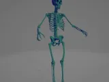 Human Skeleton Study High Quality Model-0