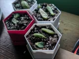 hex succulent dish-1