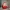 Santa Claus - Cute and Charismatic with a Gift
