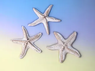 Starfish Decor Set