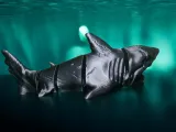 Dark Horror Shark!-3
