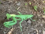 Insect Praying Mantis-1