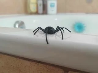 Prank Spider