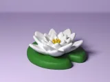Water Lily-2