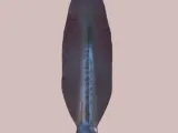 African spear -0