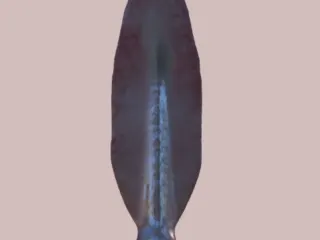 African spear 