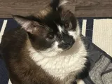 Cat Cutie-1