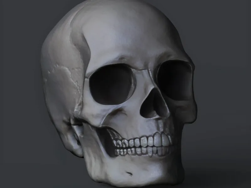 Human Anatomy Skull