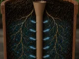 waterring-1