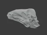 Boar Skull-7