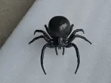 Black Widow-0