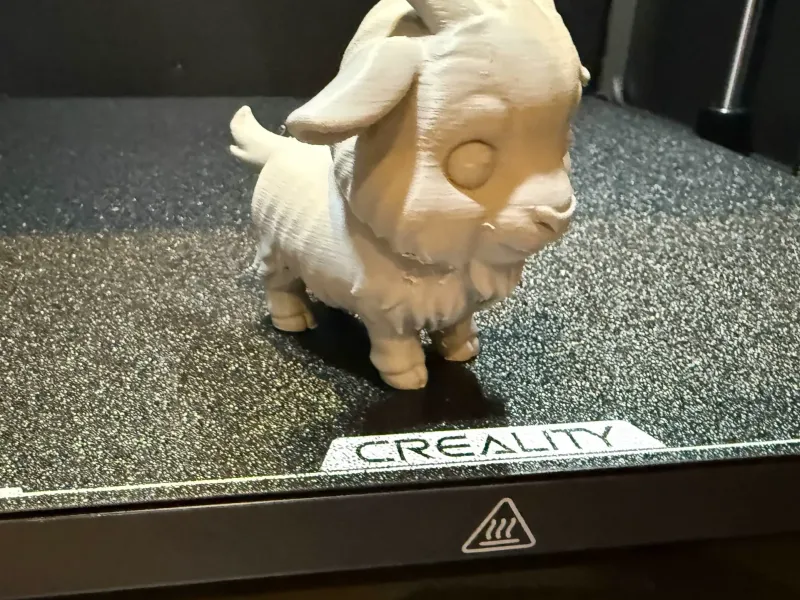 Domestic Goat