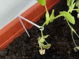 Plant supporter-0