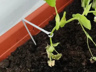 Plant supporter