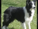 playful pet© series 1 #2 border collie flexi toy-6
