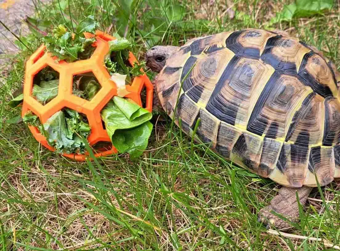 Tortoise Feeder Environment Enrichment Toy Pet Food Holder