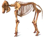 Elephant Skeleton – Highly Detailed Realistic Animal 3D Mode-7