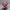 Cho'Gath LOL Miniatuur