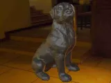 Dog Rottweiler-5