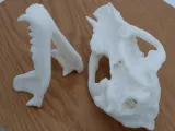Badger Skull Scan from a real skull-4